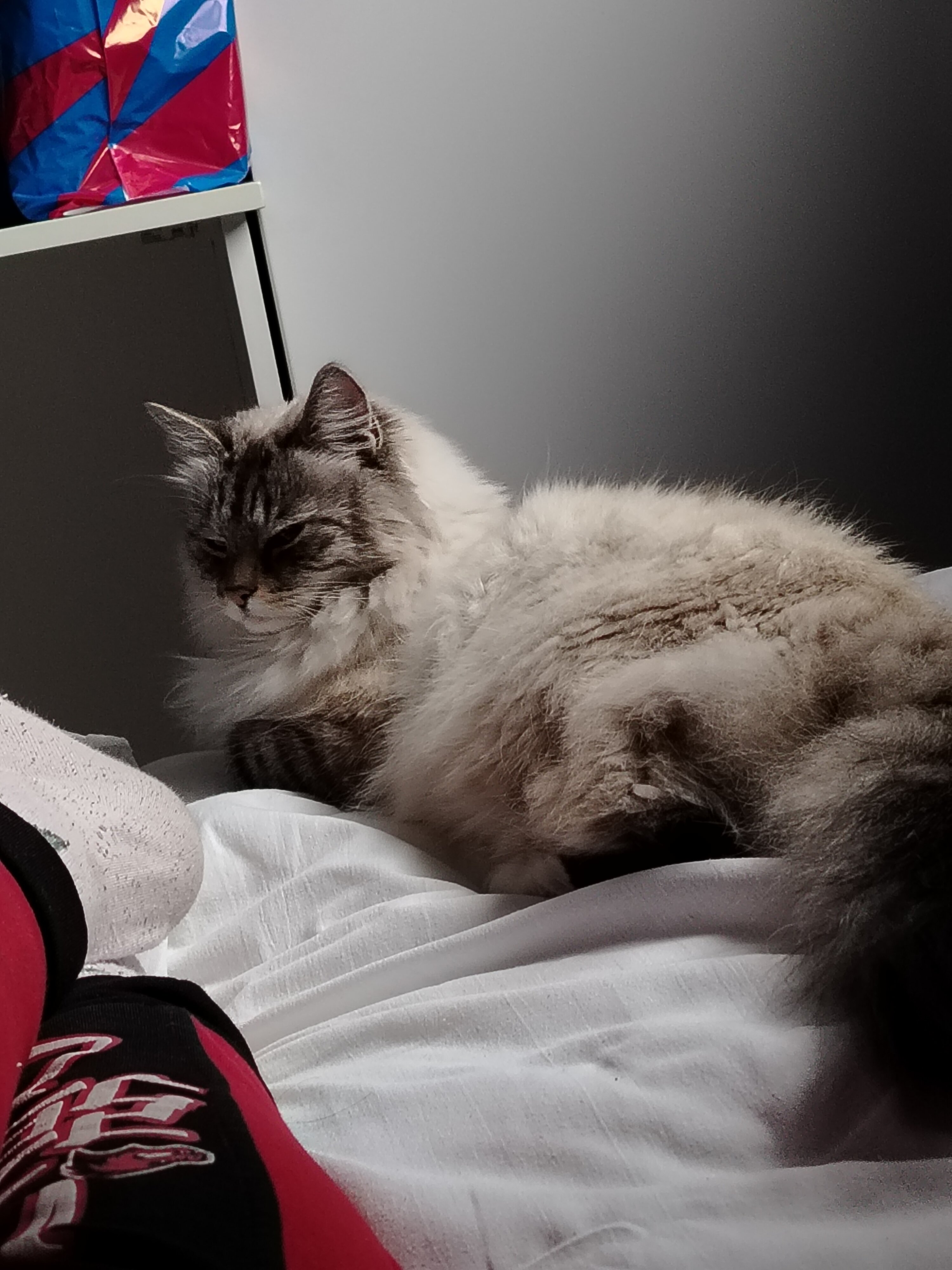 Фото Толстый кот