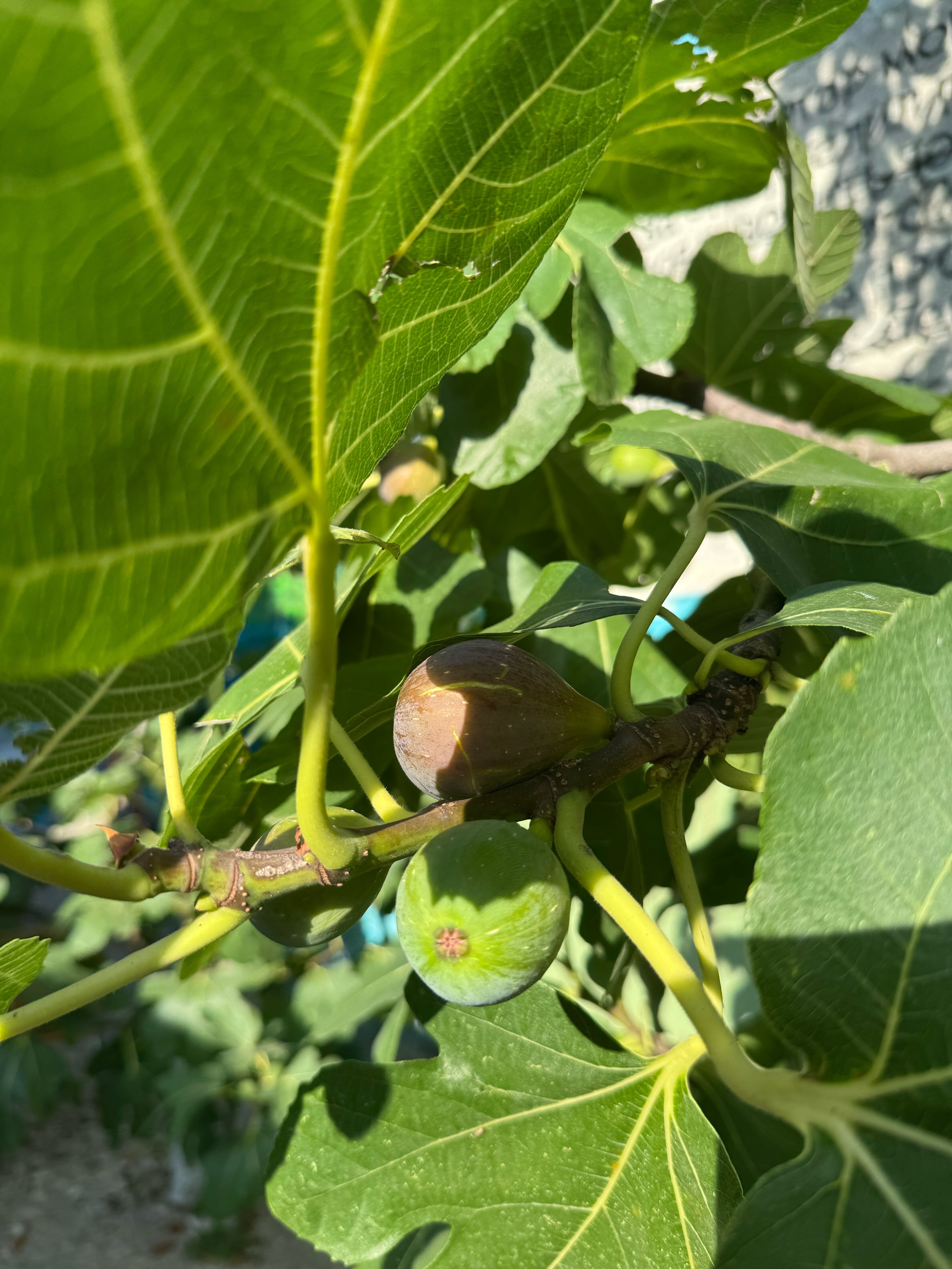 Фото Kulikov House