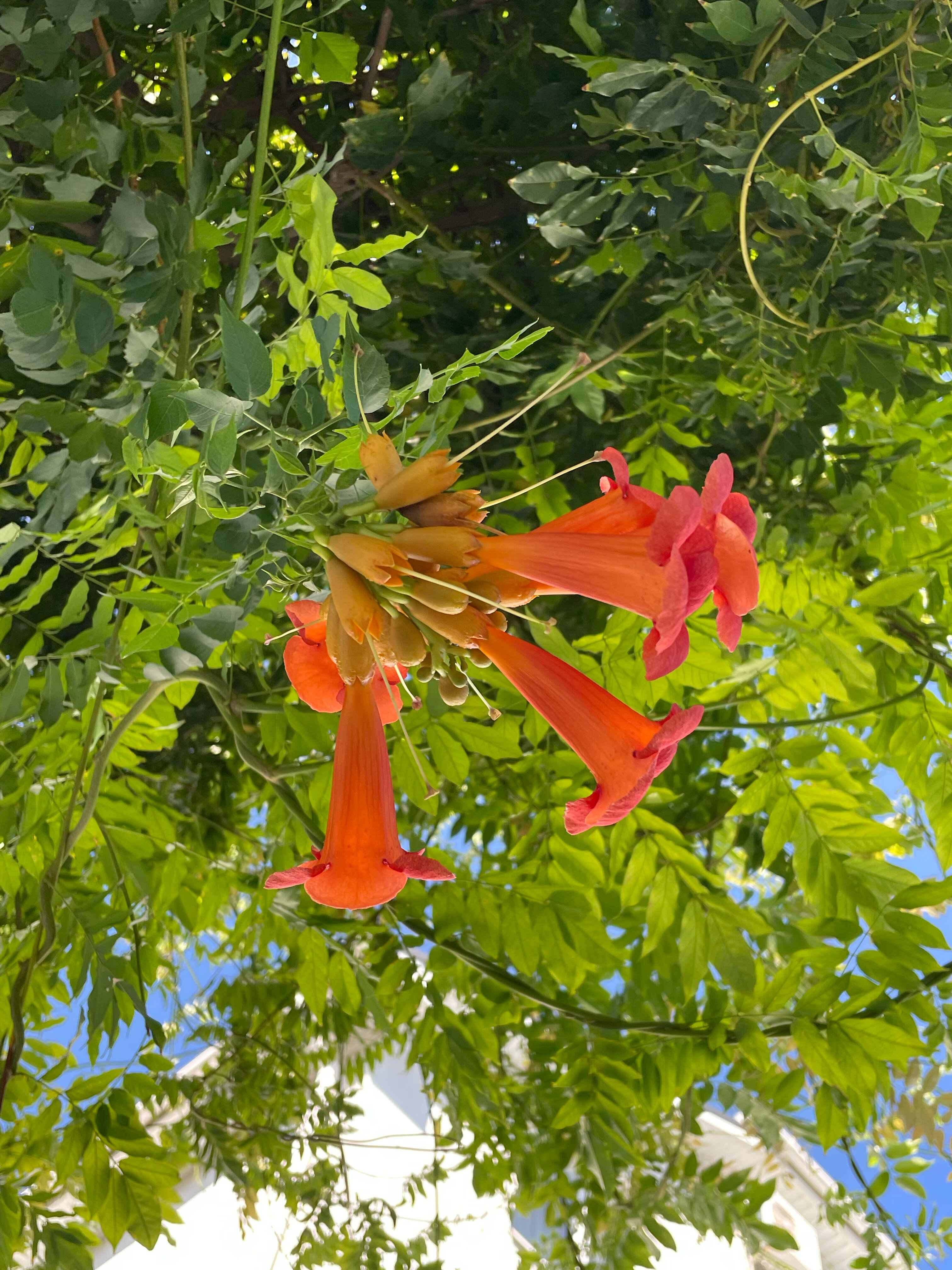 Фото Джулия