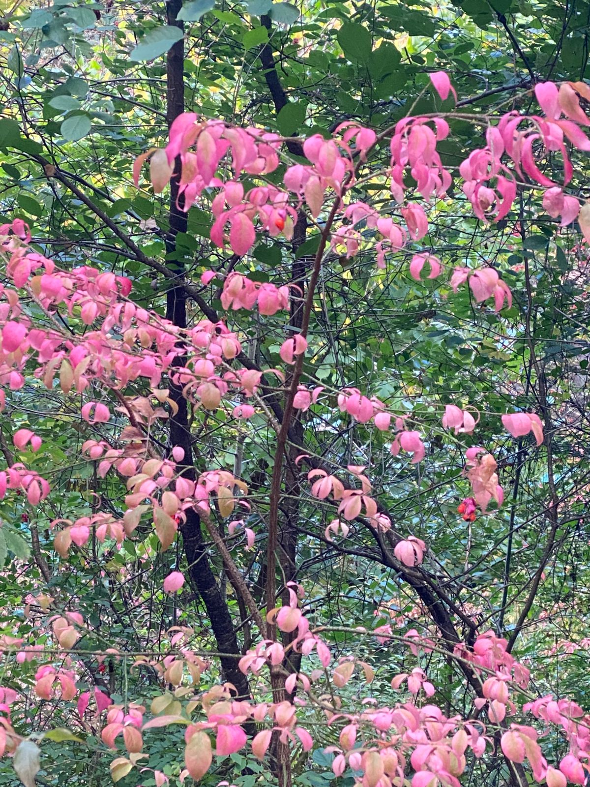 Фото Лада hotel