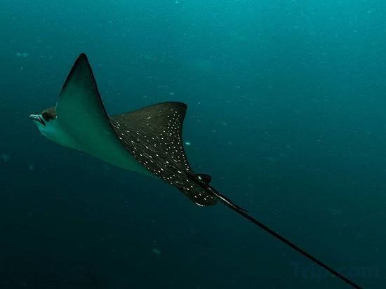 Фото Rasdhoo Stay