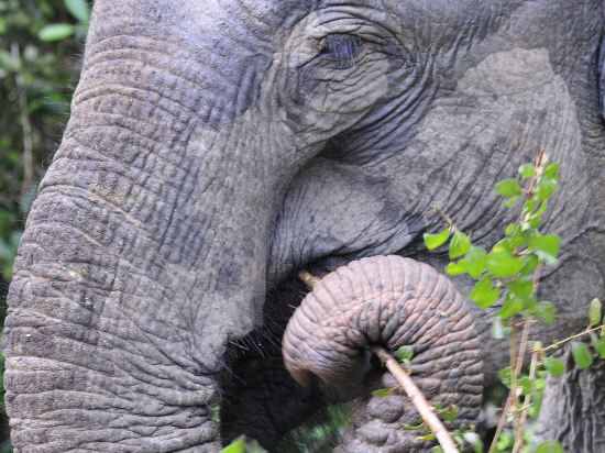 Фото Big Game Yala by Eco Team