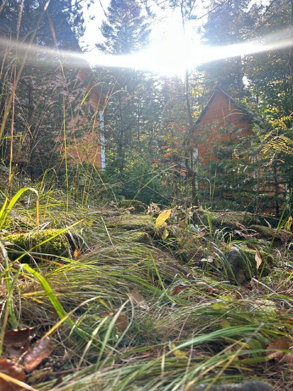 Фото Мухоморье