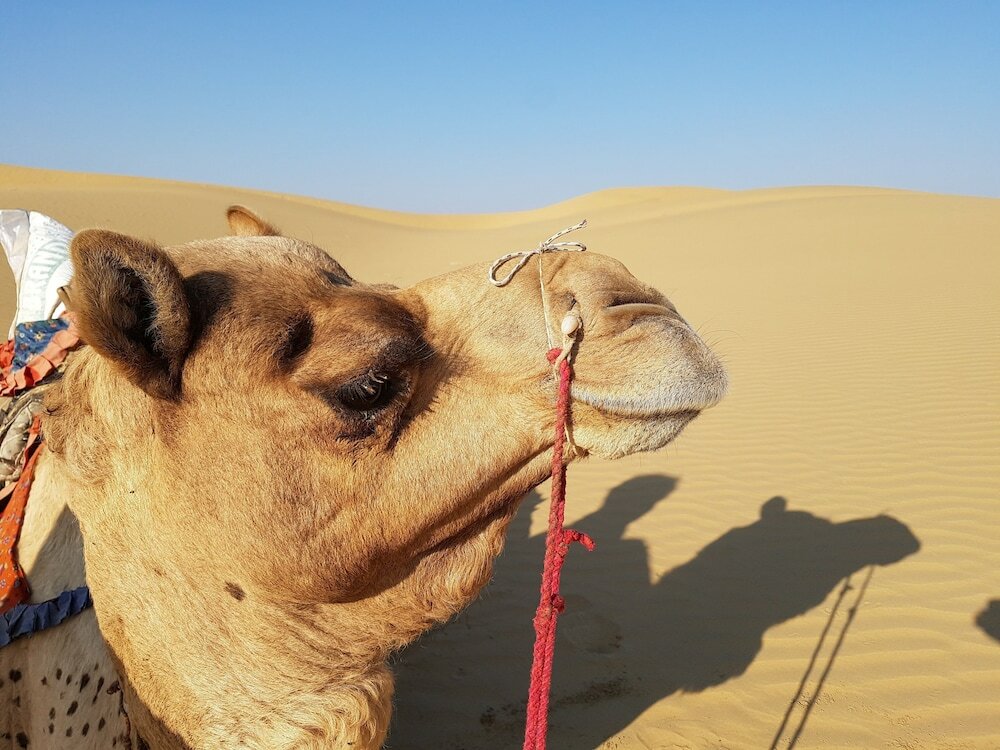 Фото Гостевой Дом Gaji Jaisalmer