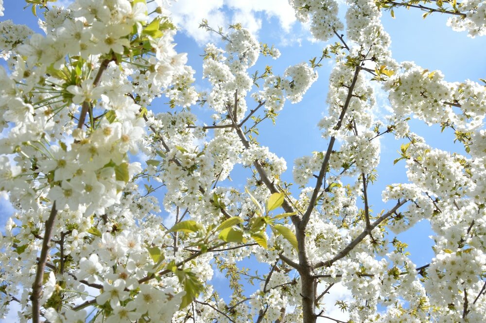 Фото Hotel Villa Freiheim