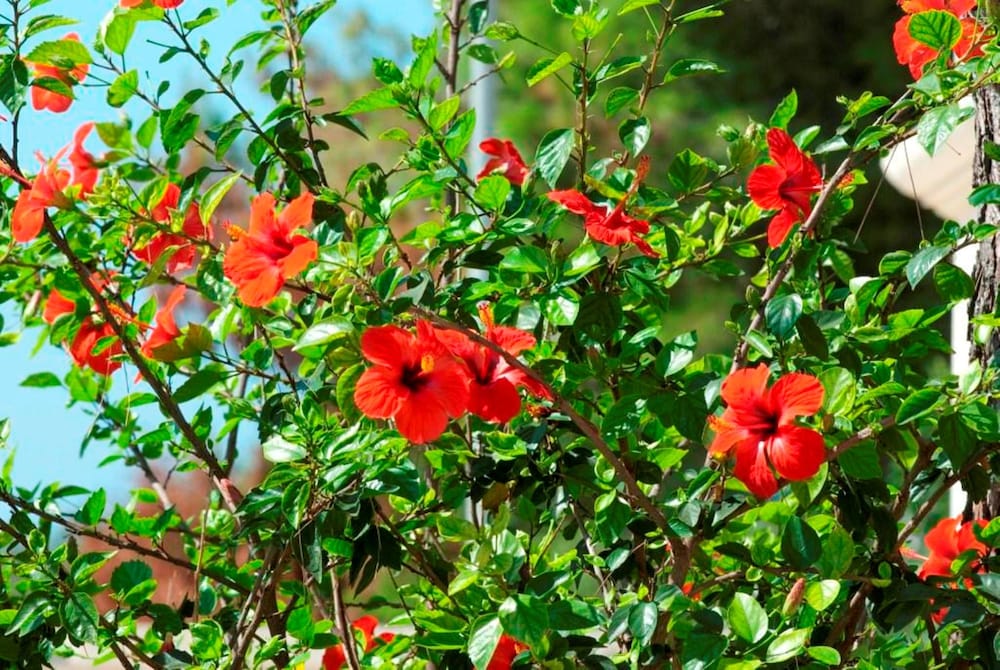 Фото Villa Hermosa Resort