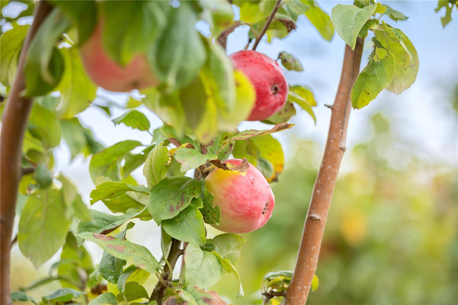 Фото Best Western Hotel Hillerod