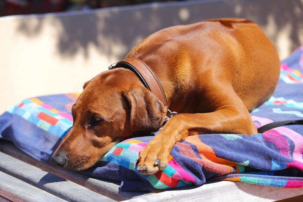 Фото Residenza Capriccioli