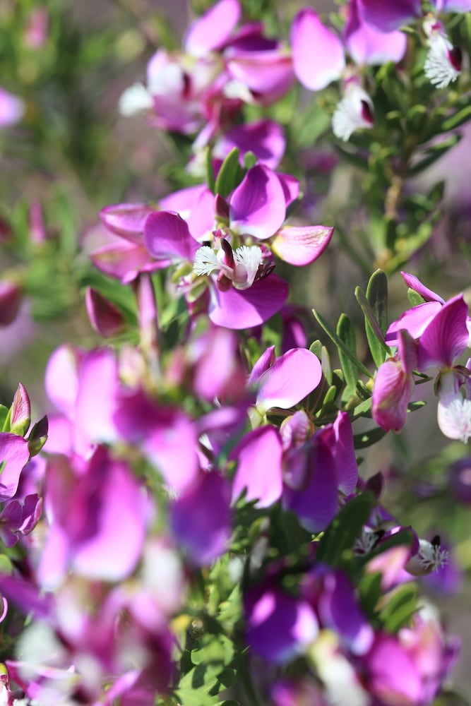 Фото Garden Route Game Lodge