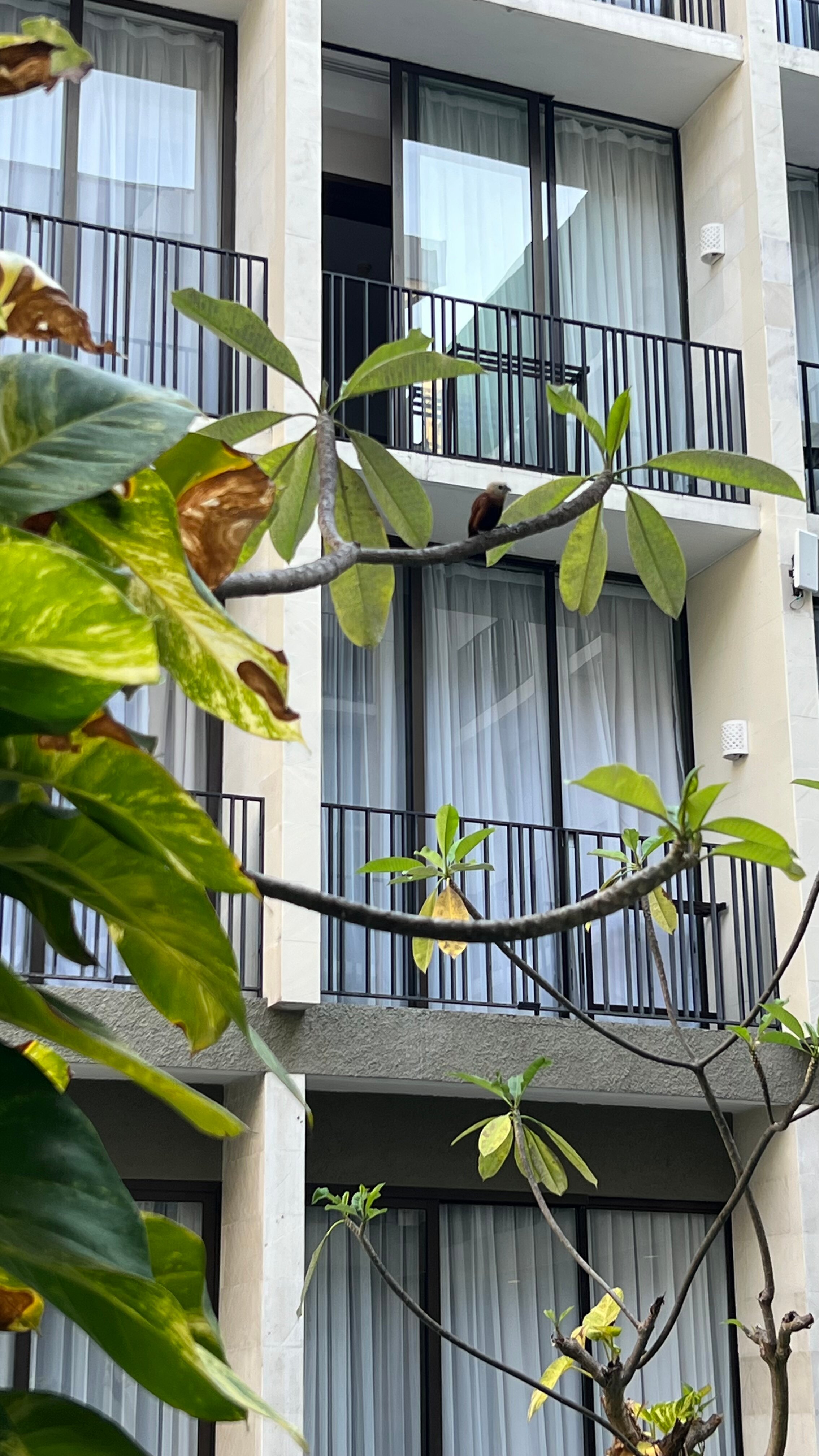 Фото Hotel Terrace at Kuta