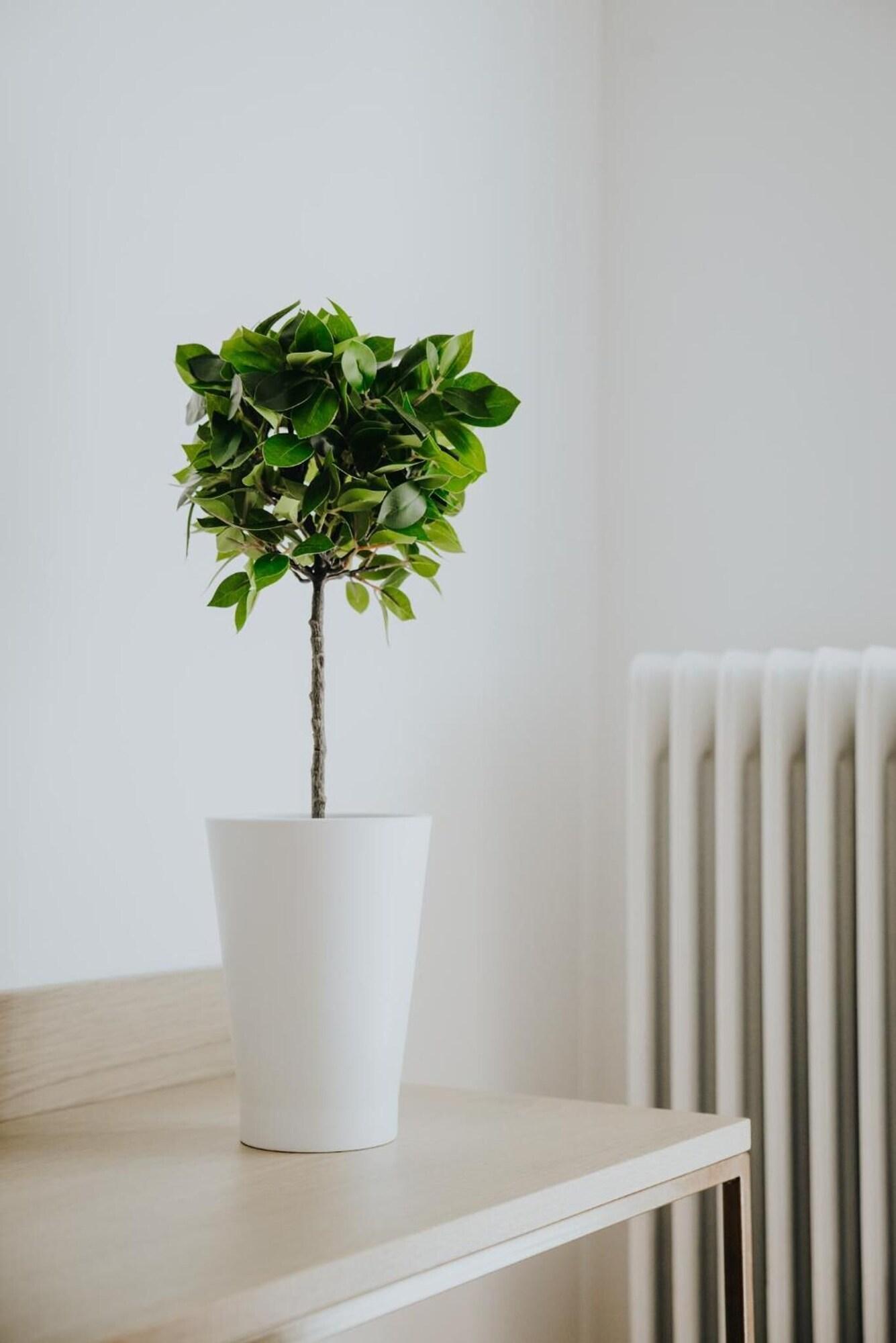 Фото Voulis Attico Rooms & Apartments