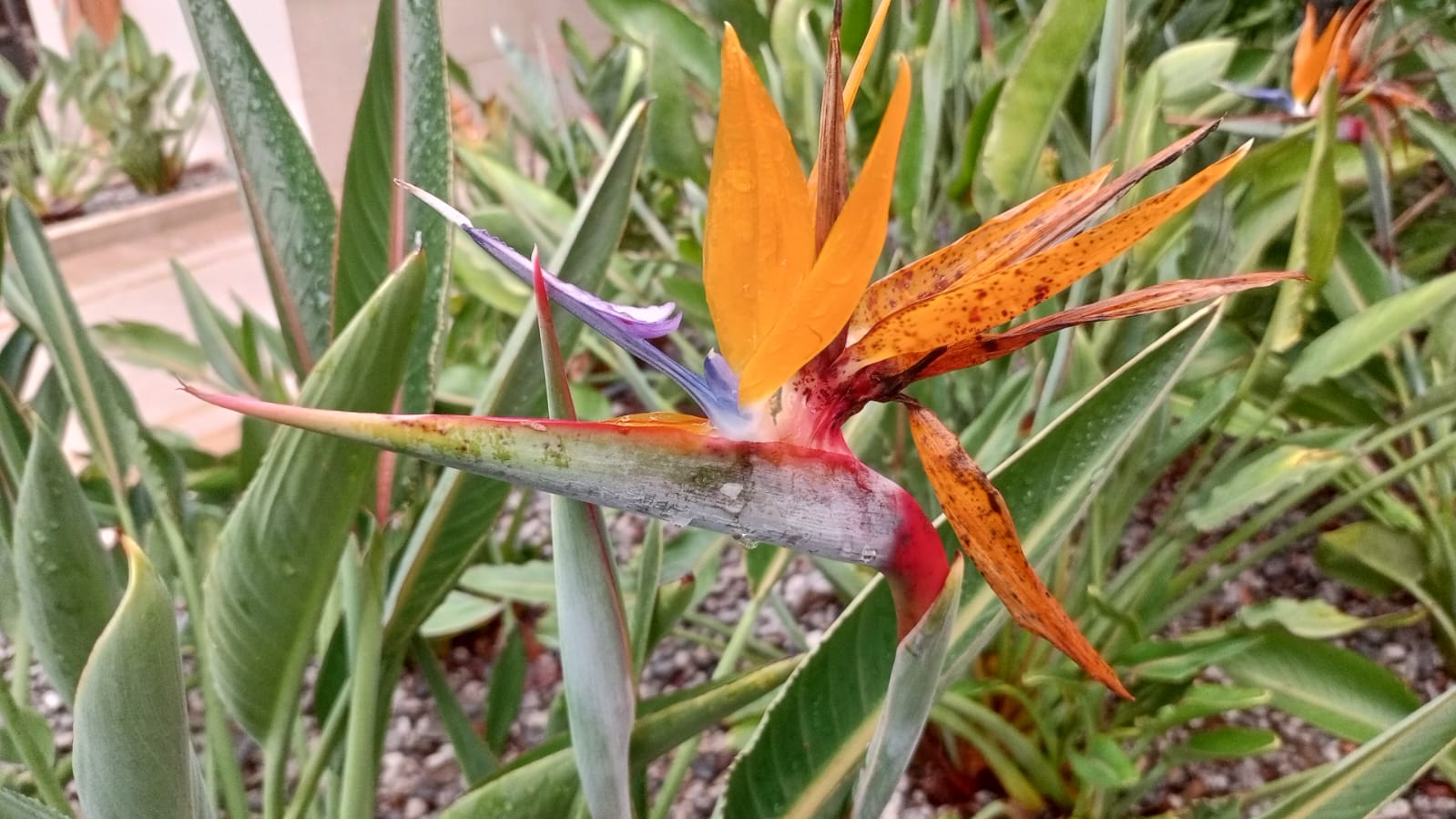 Фото Пальма