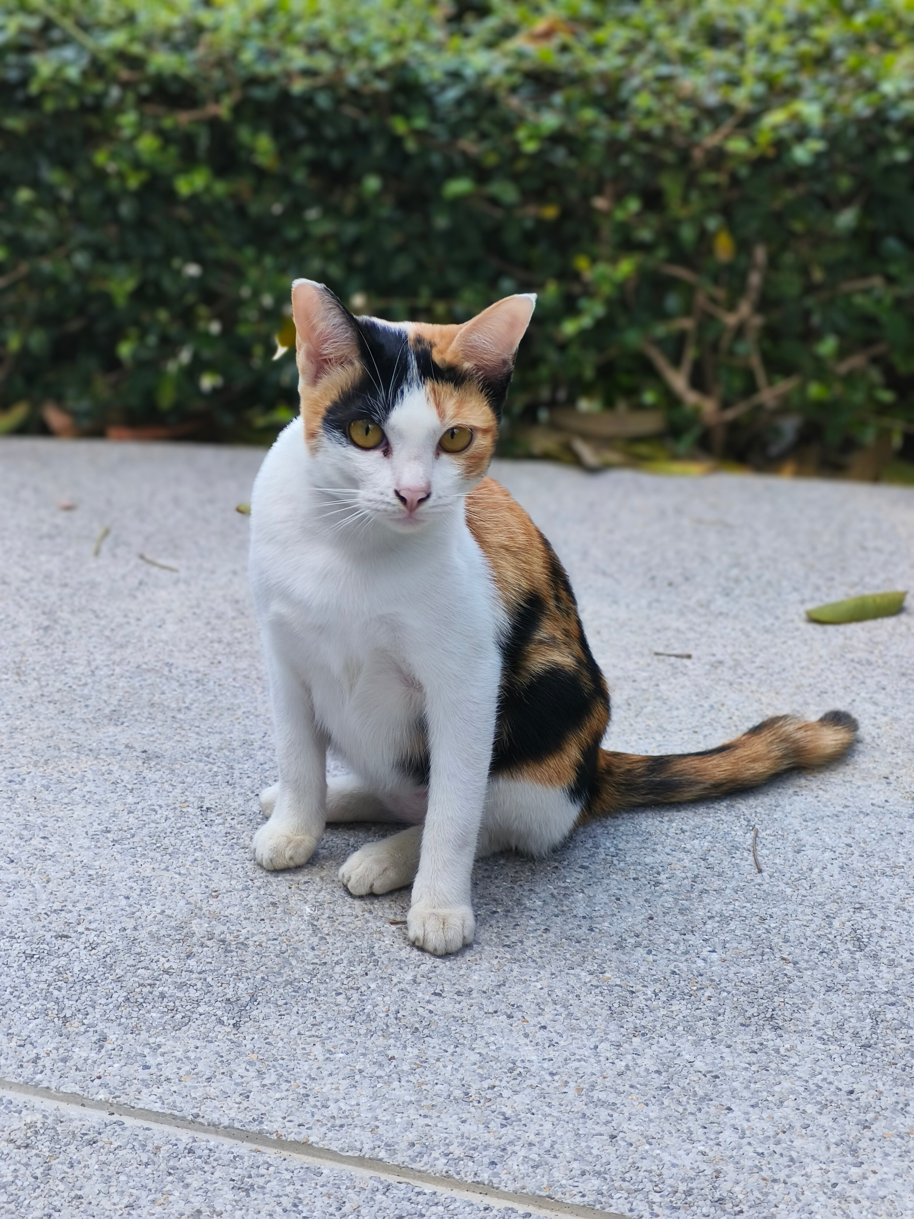 Фото Amari Pattaya