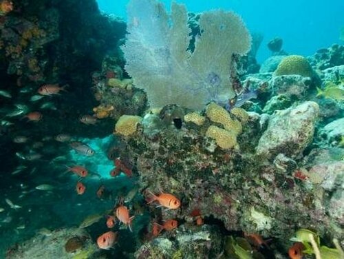 Гостиница Suite St. John at Gallows Point Resort на Сент-Джоне