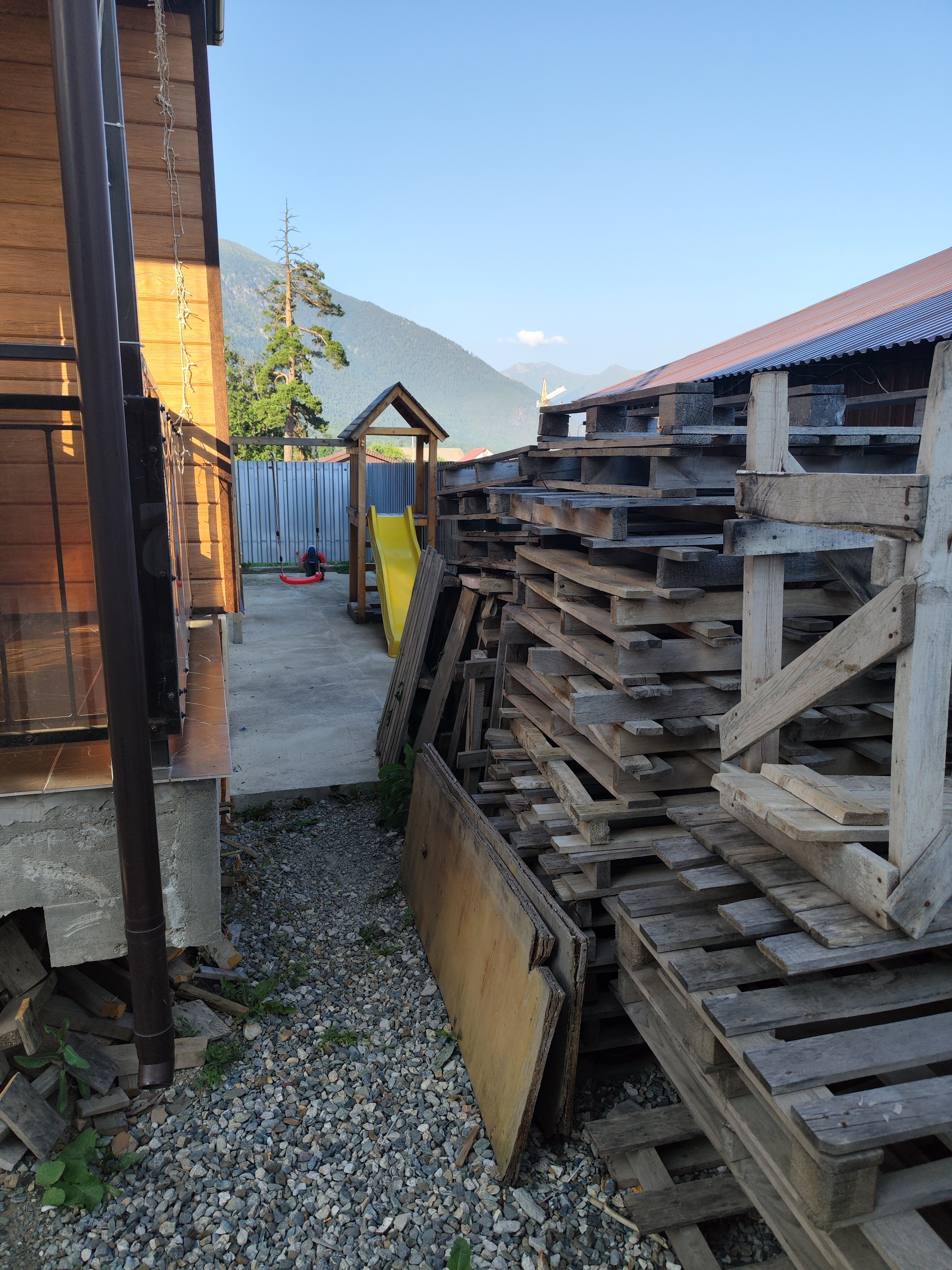 Фото Пихты Snow Point