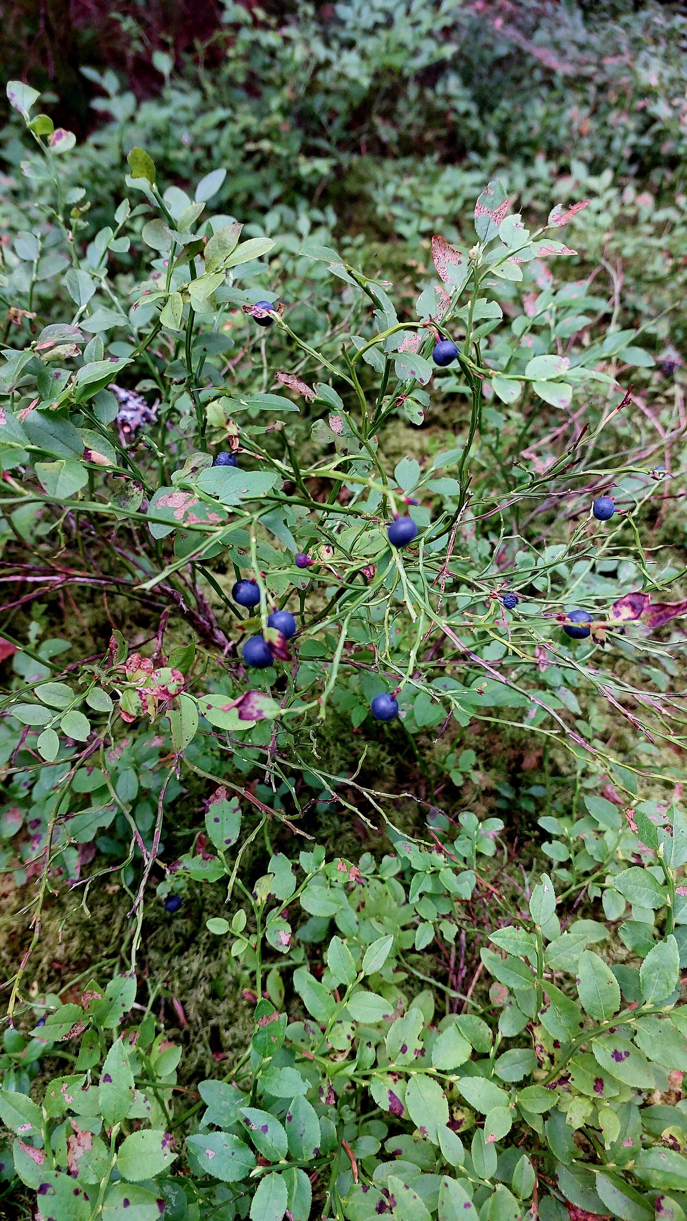 Фото Вилла Бор Волго