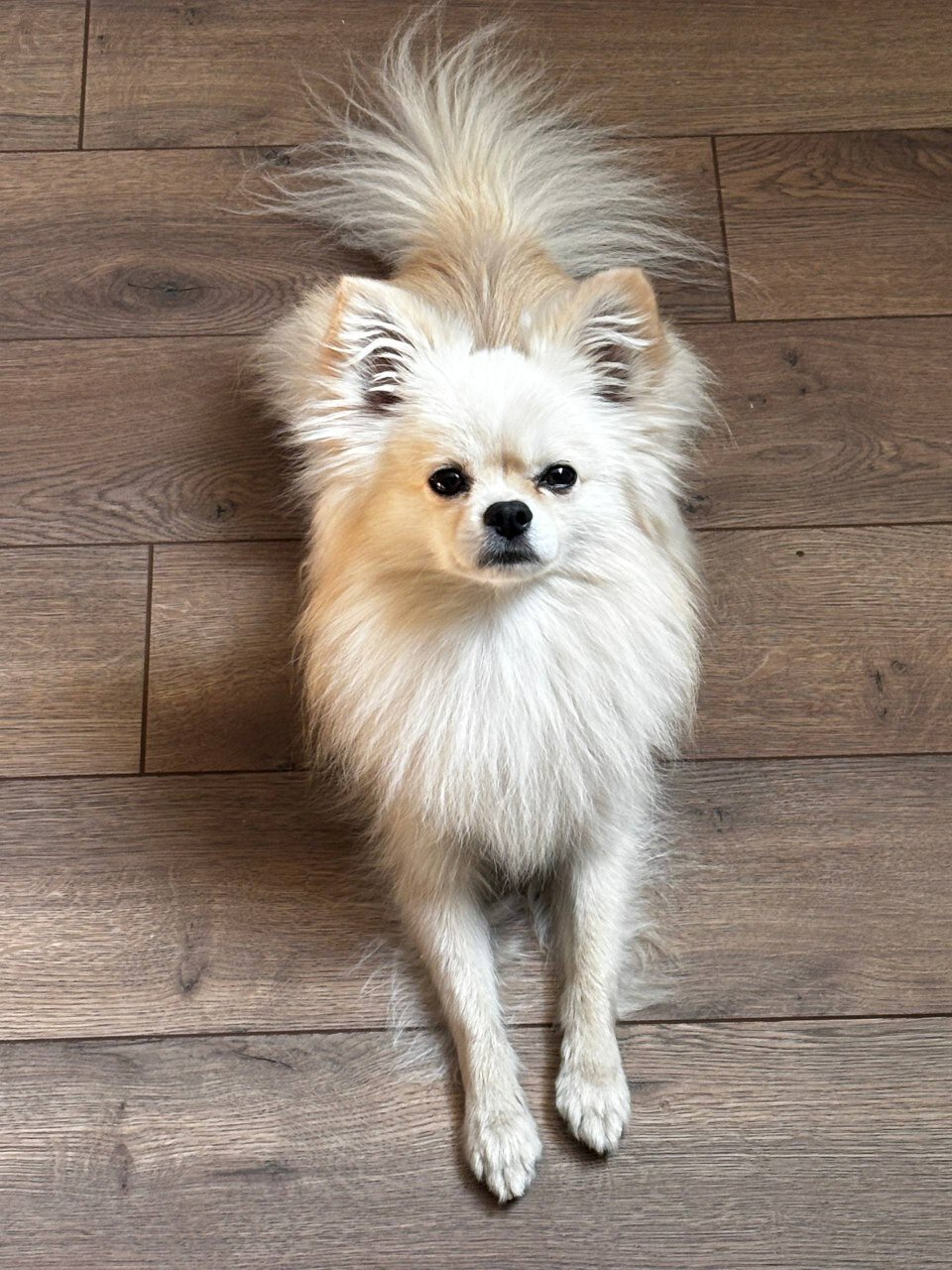 Фото Гостевой дом Лисы