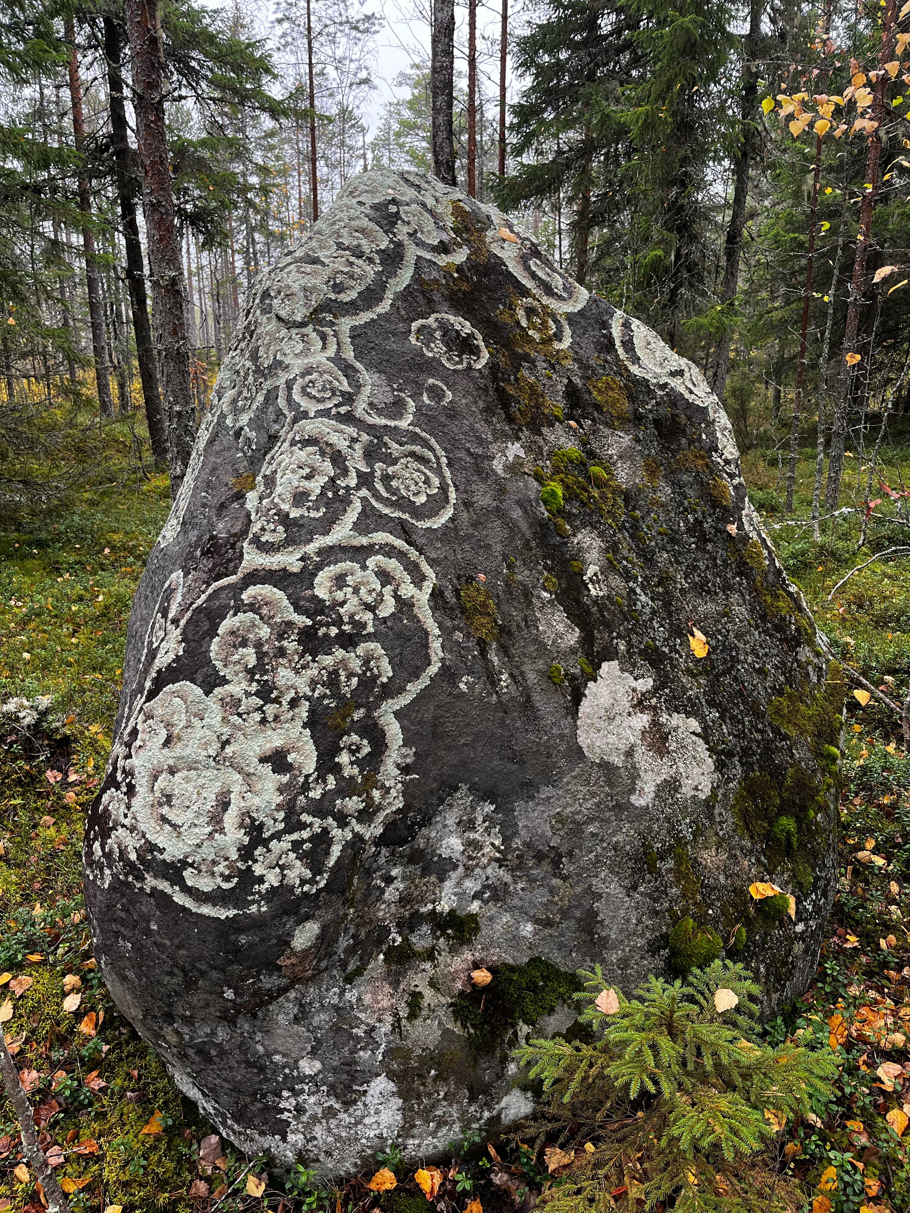 Фото Вегарус