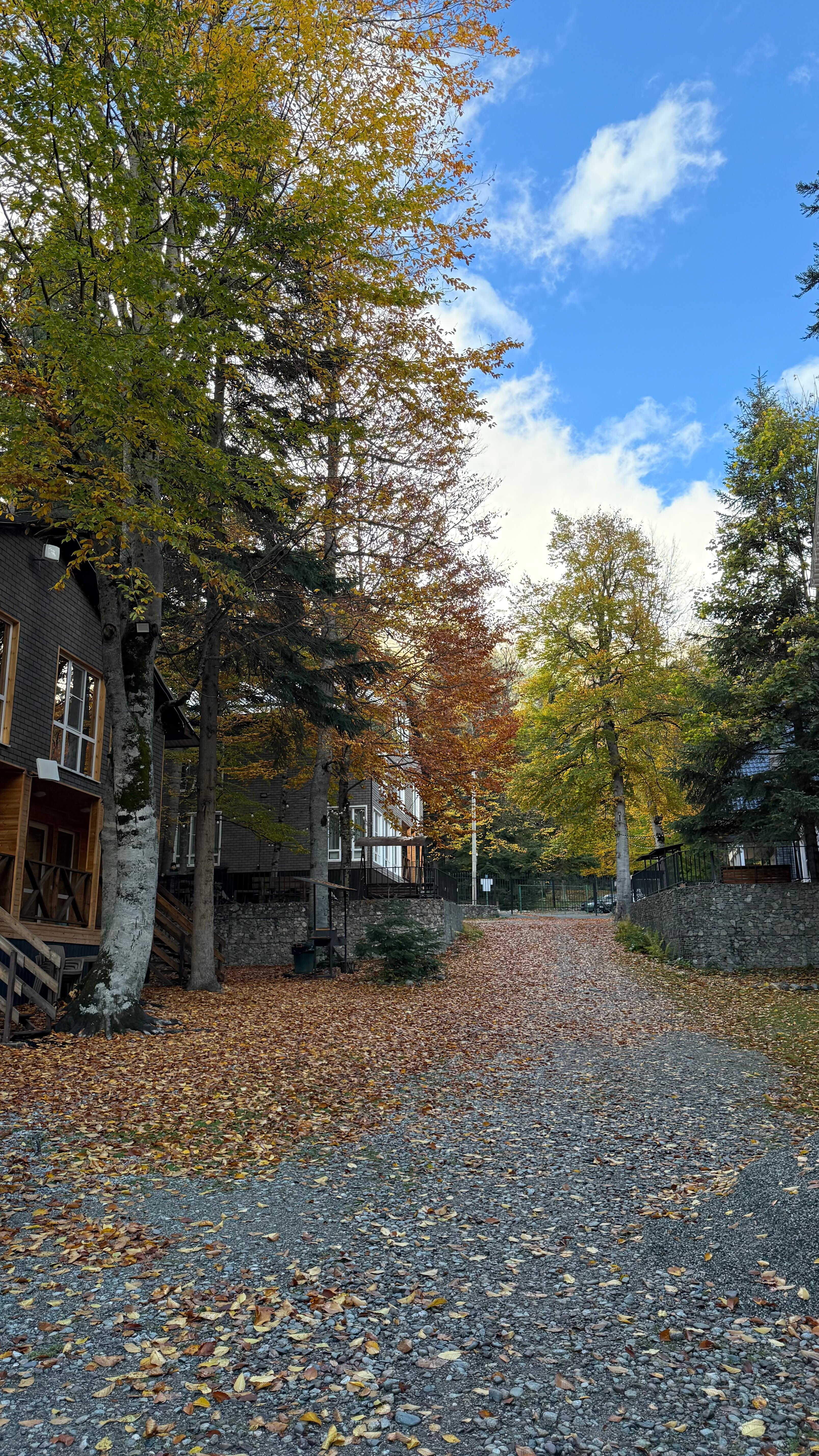 Фото Брусника