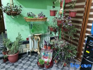 Гостиница Green House