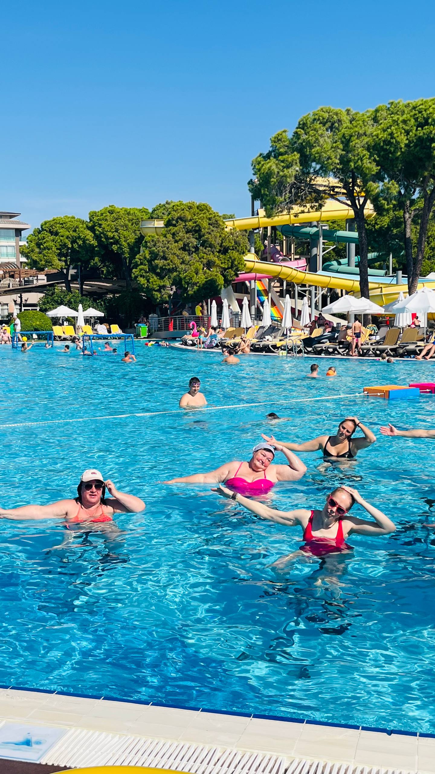 Фото Papillon Ayscha