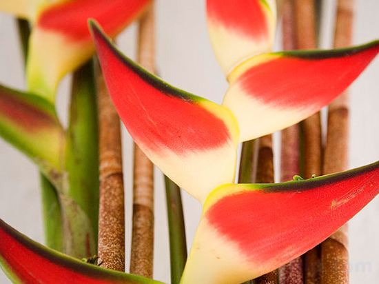 Фото Ramada by Wyndham Cairns City Centre