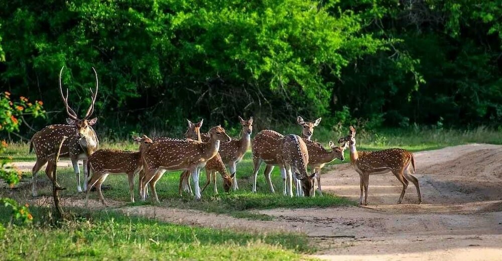 Фото Mirissa Beach Inn