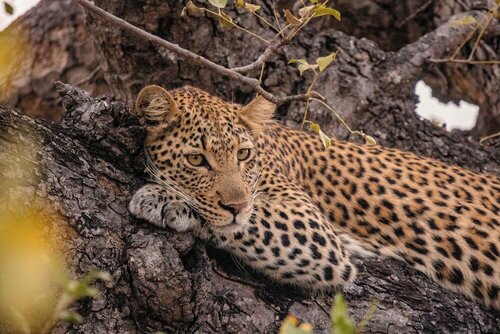 Внешний вид отеля Kapama Karula в Муниципалитете Маруленге, фото 2
