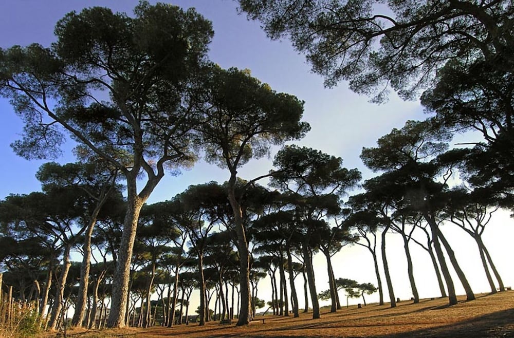 Фото Pinewood Hotel Rome