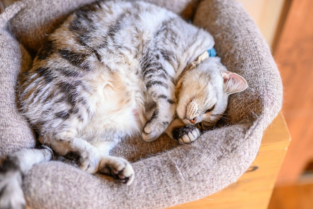 Фото Yufuin Waraneko no Yado