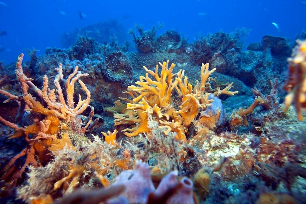 Фото Hotel Le Tegnue