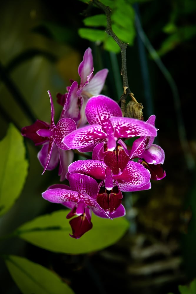 Фото Cedar Cove Resort and Cottages