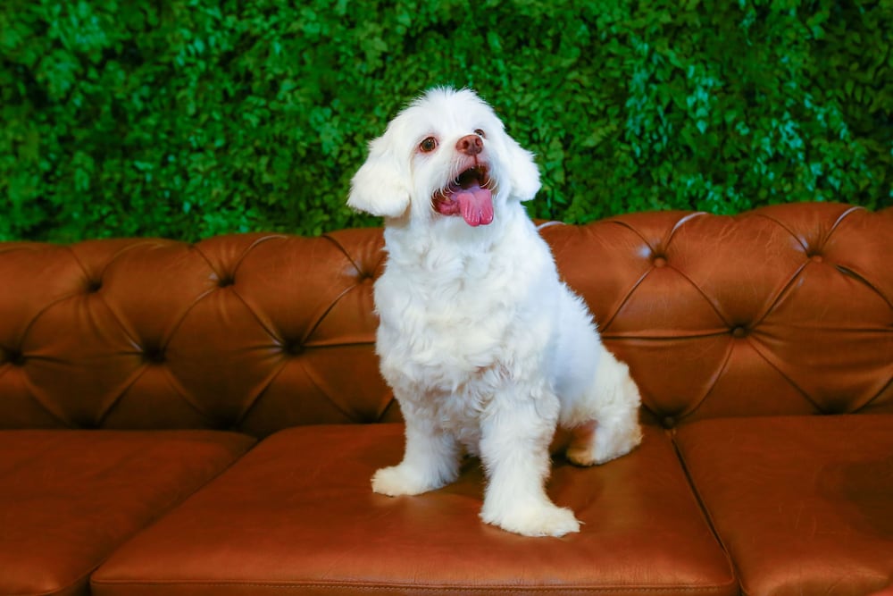 Фото Hilton Garden Inn Rebouças