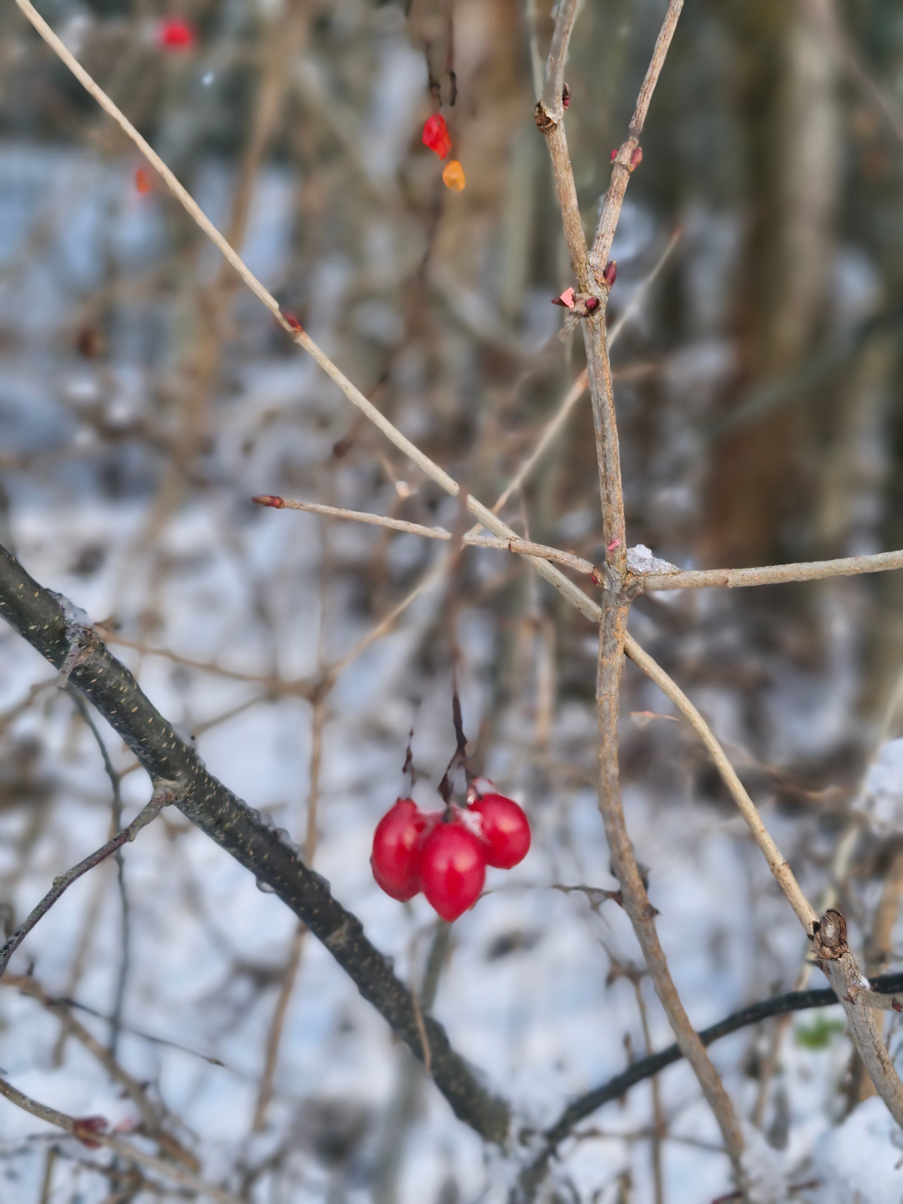 Фото Алая дача