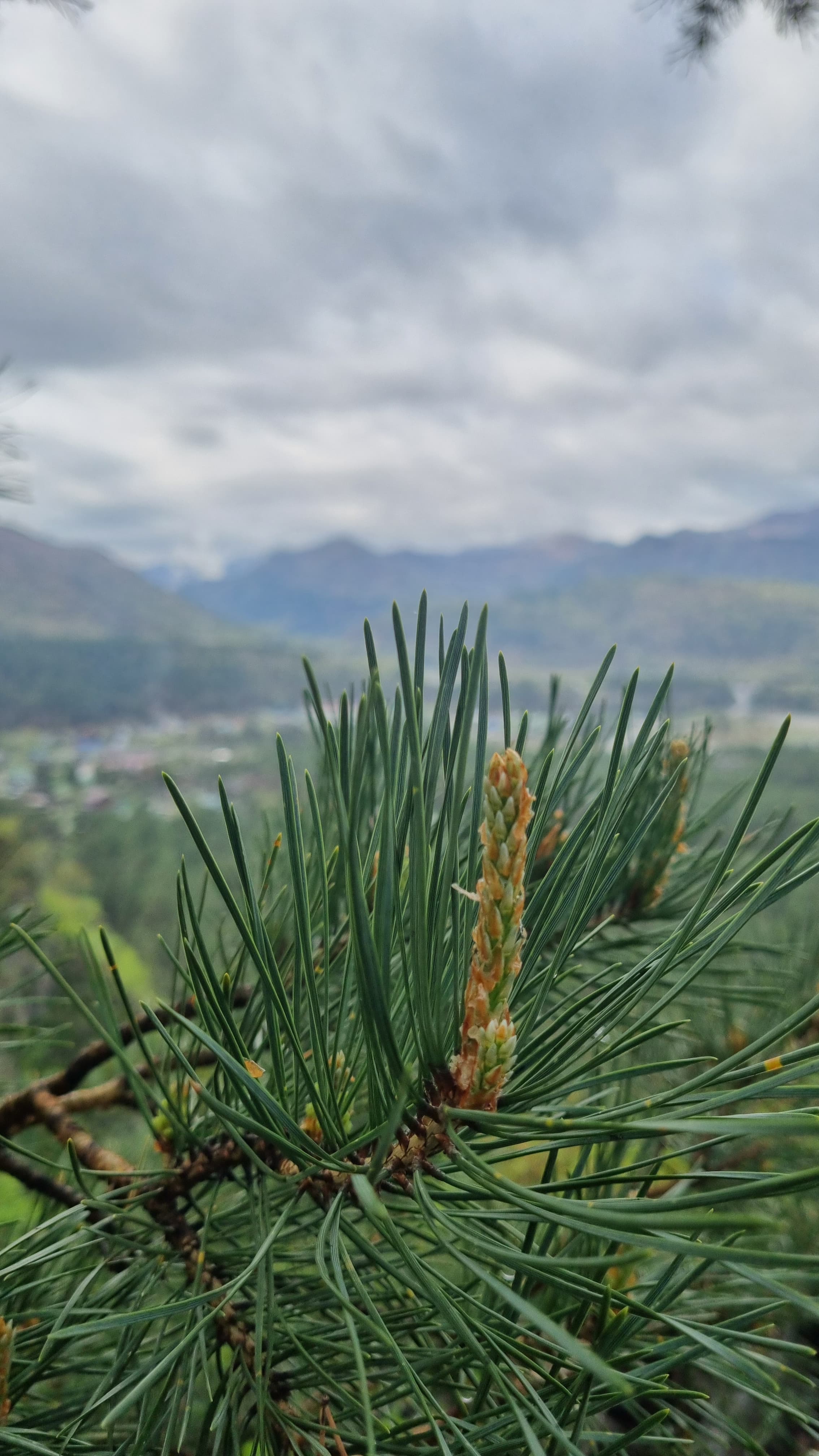 Фото Усадьба Алтын Торбок