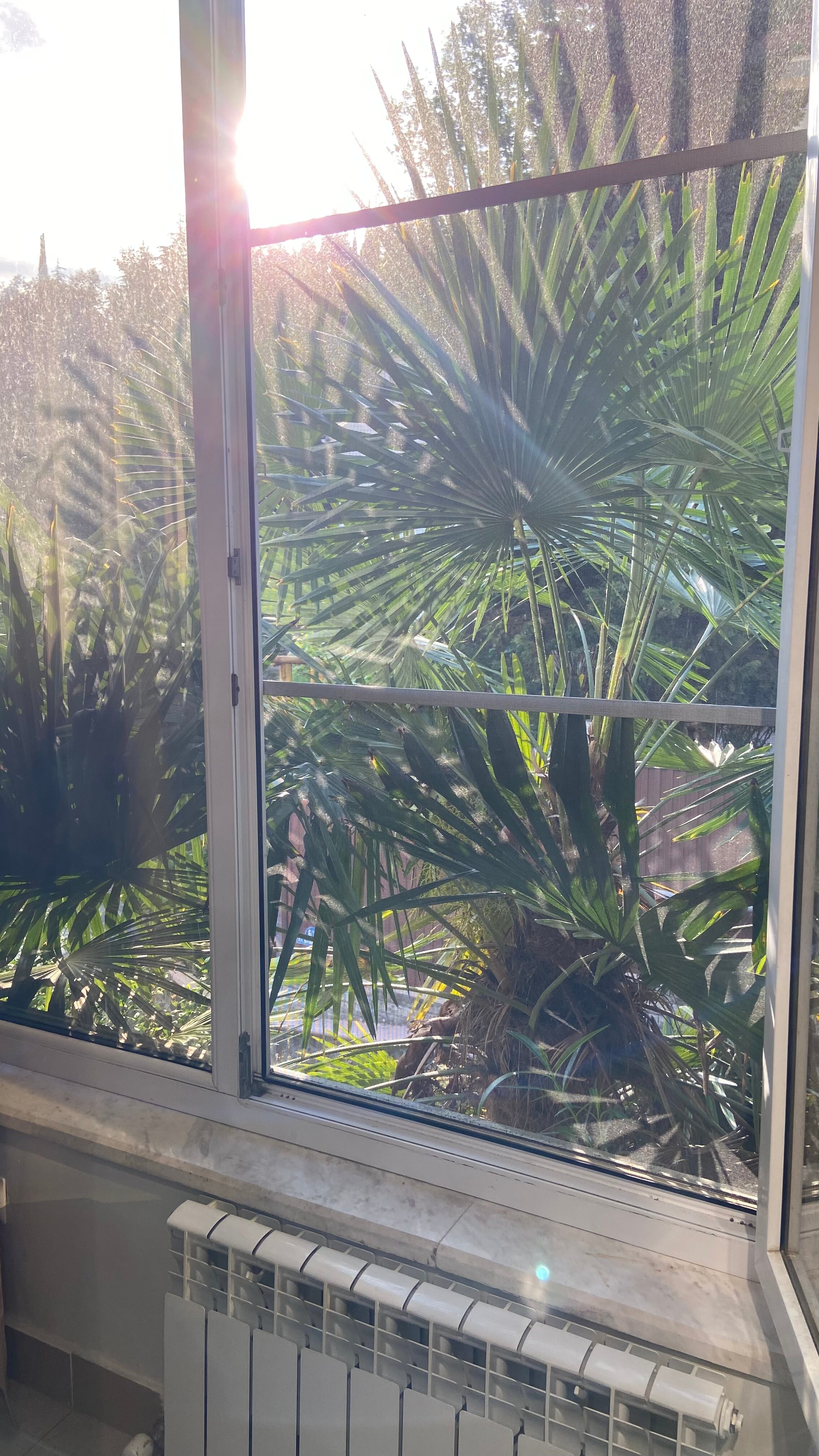 Фото Панда на Бамбуковой