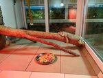 Аквариум, террариум (rabochiy posyolok Bolsherechye, ulitsa Sovetov, 67), recinto de animales