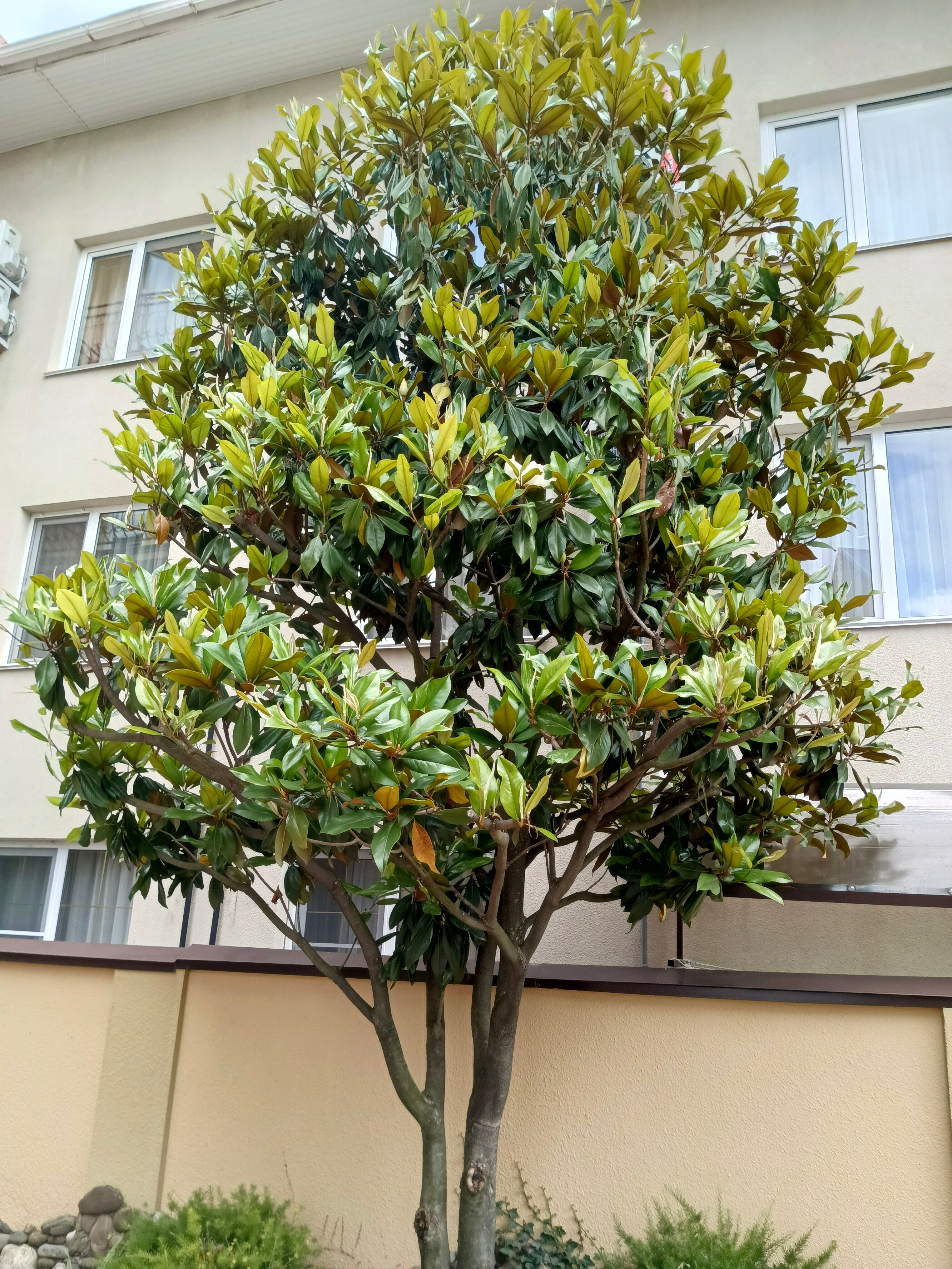 Фото Страна магнолий