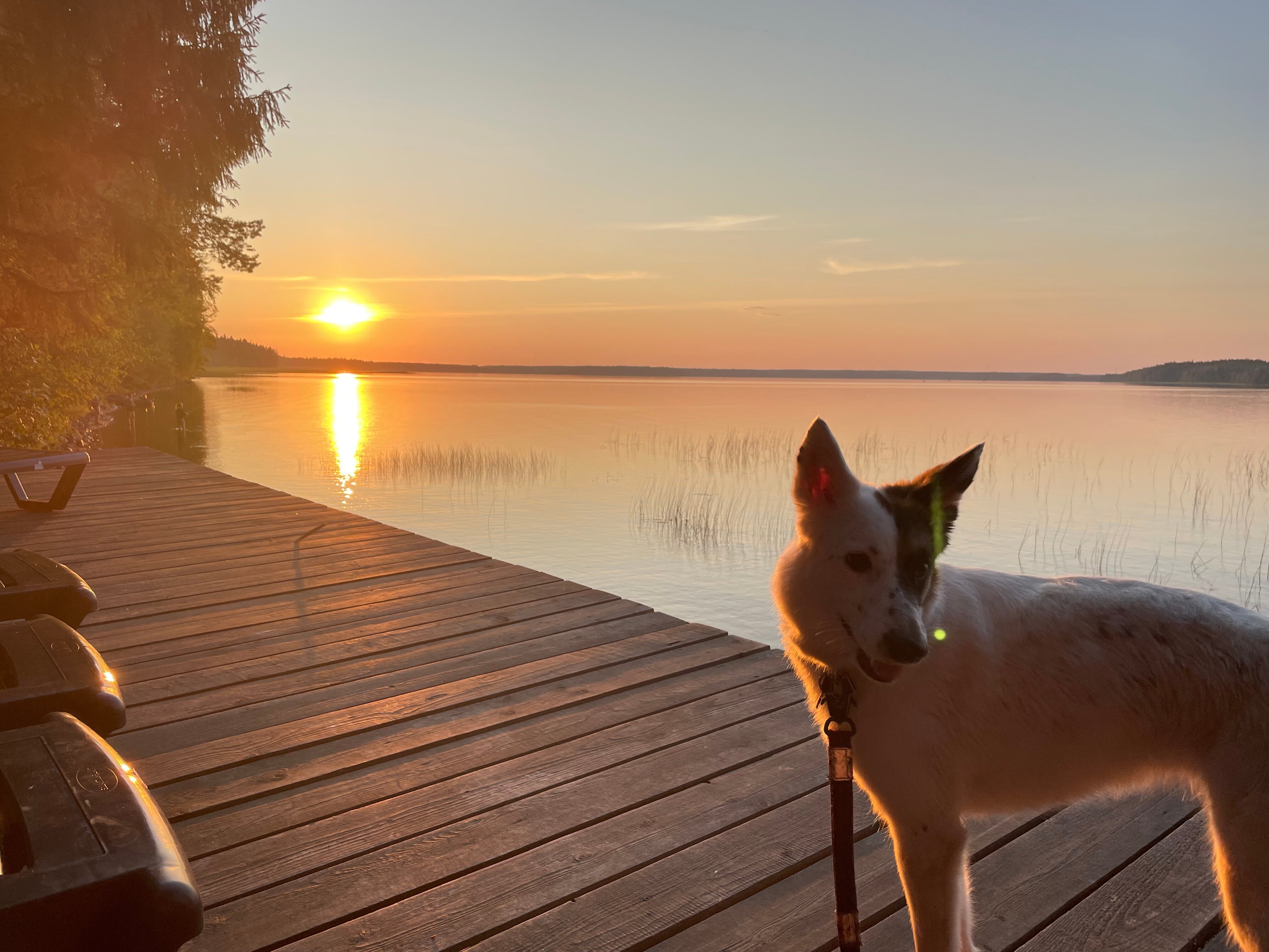 Фото Черная лиса