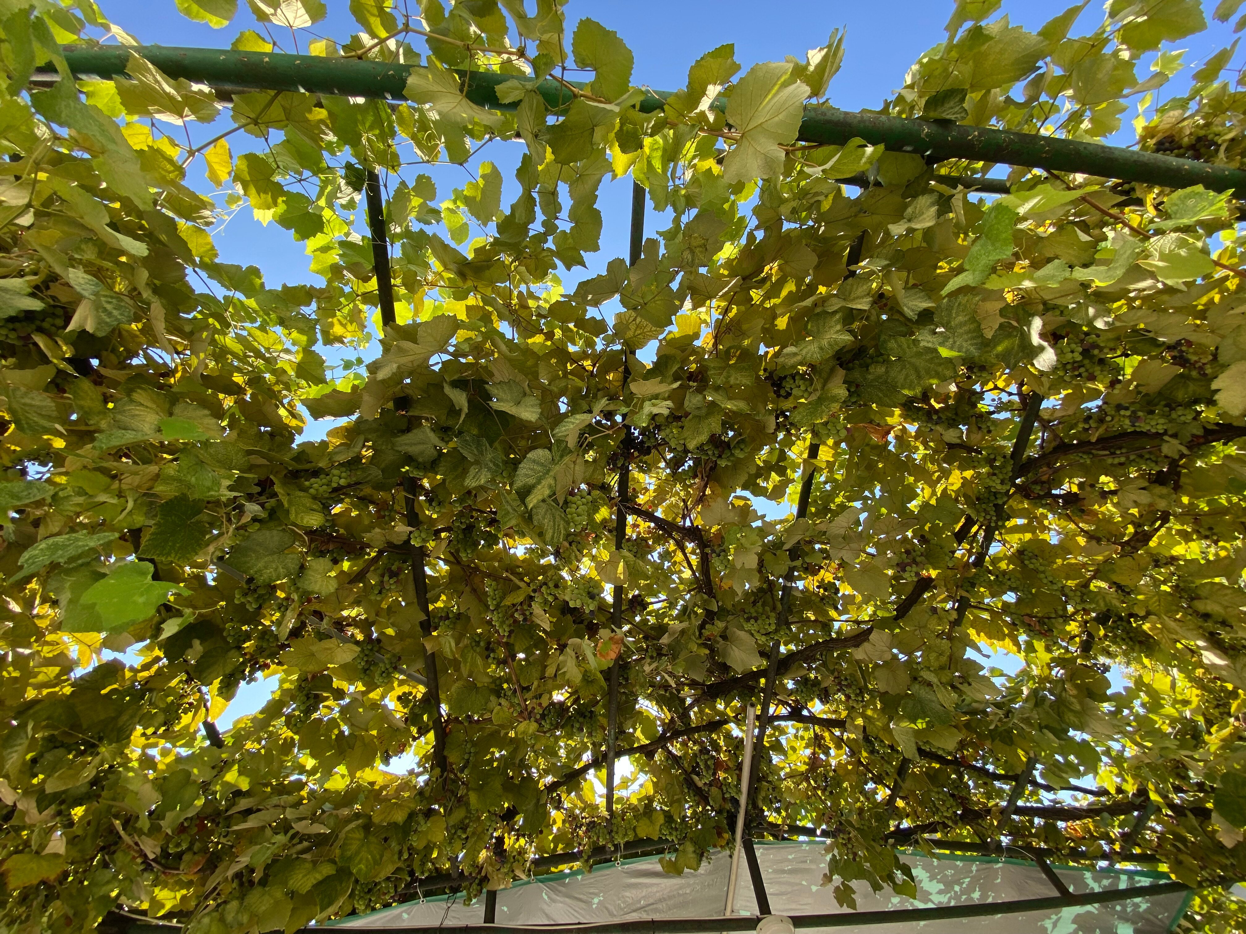 Фото Кронштадт