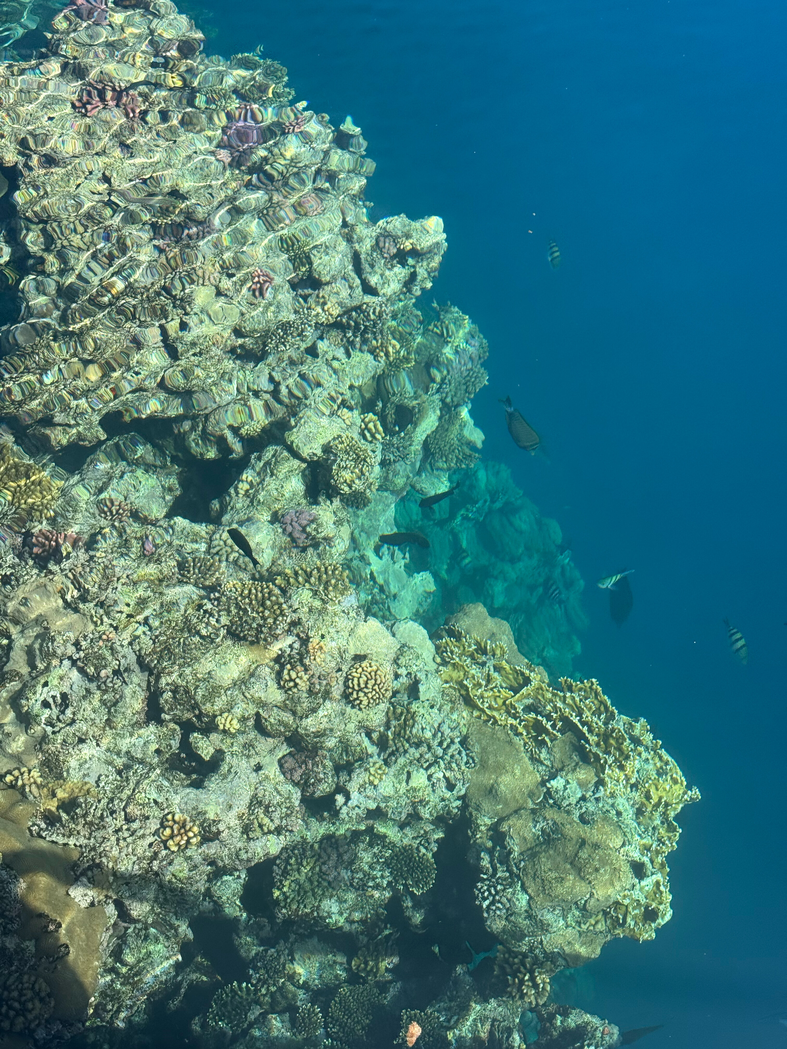 Фото Iberotel Redsina