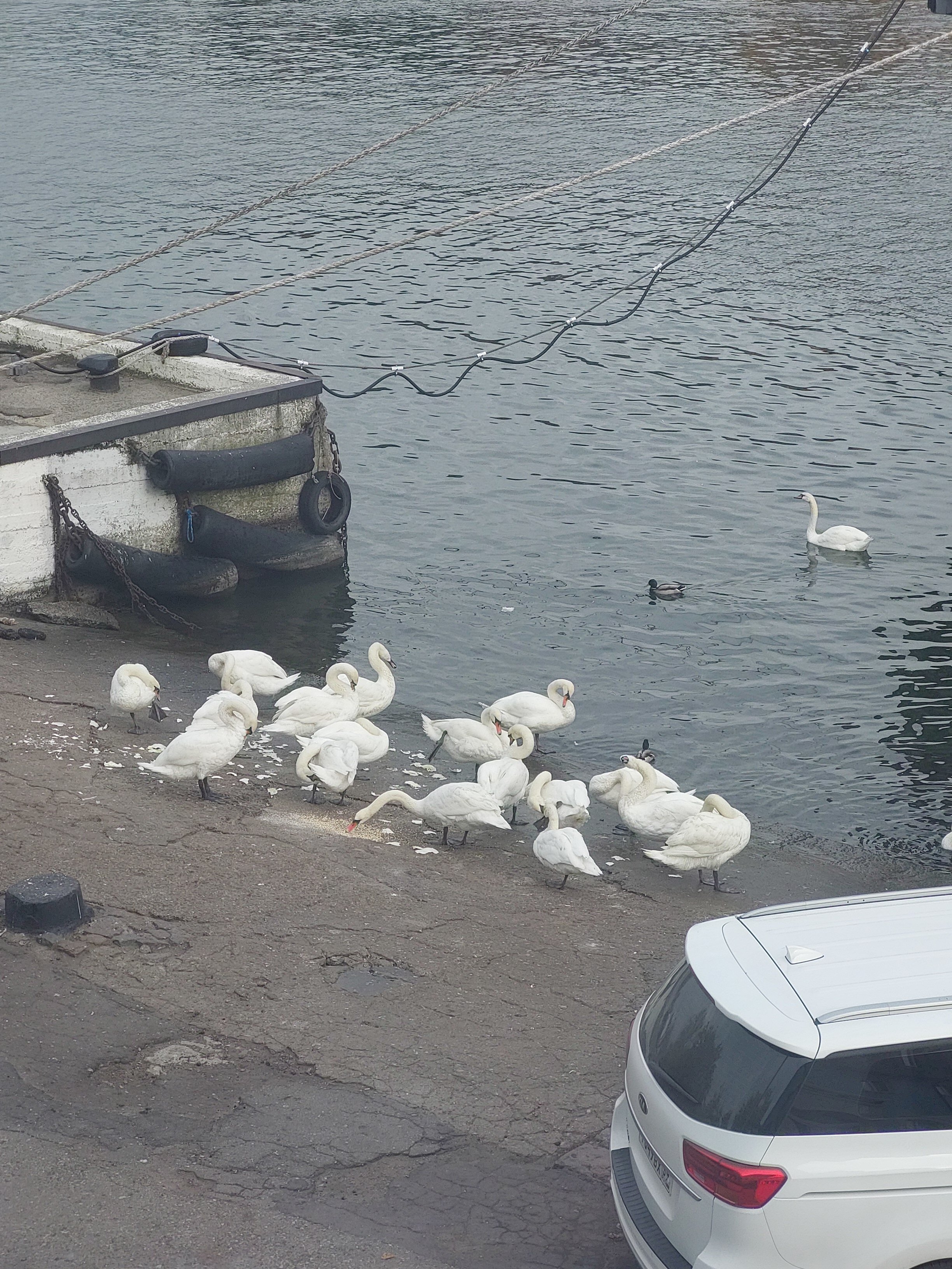 Фото Золотой якорь