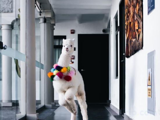 Фото Casa Andina Premium Cusco