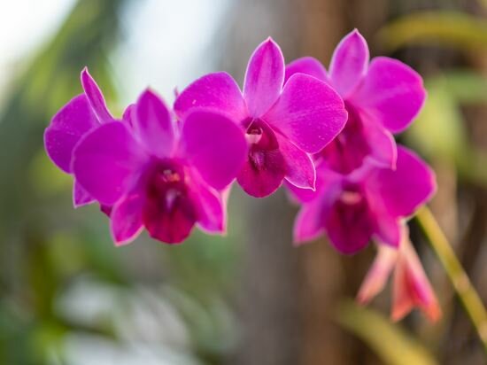 Фото Phka Kravan Boutique