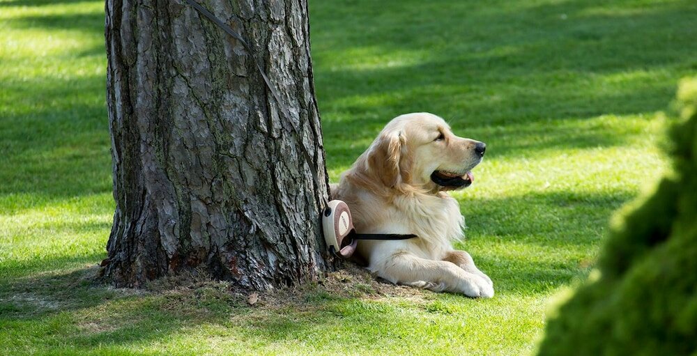 Фото The Knoll House