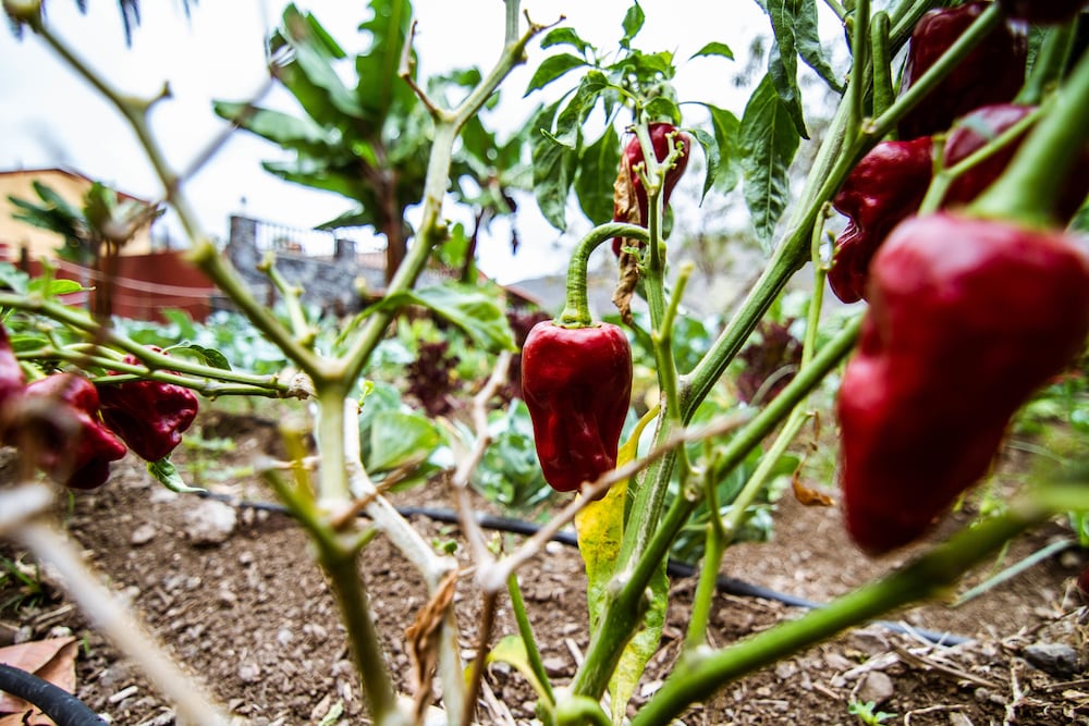 Фото Apartamentos Los Telares