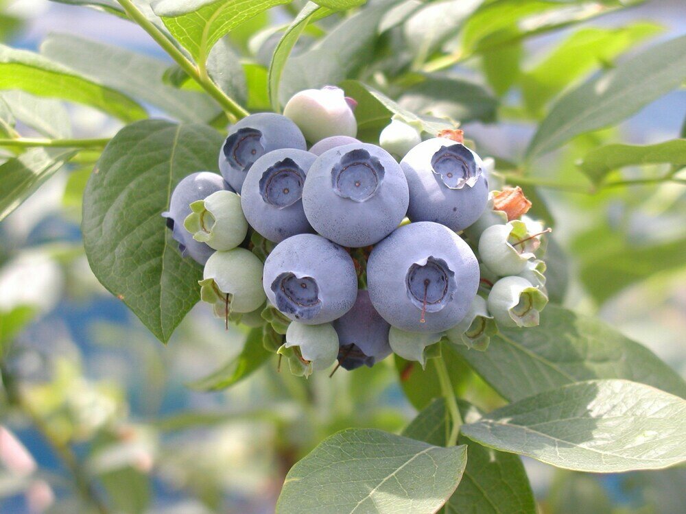 Фото Yukai Resort Yataya Shotoen