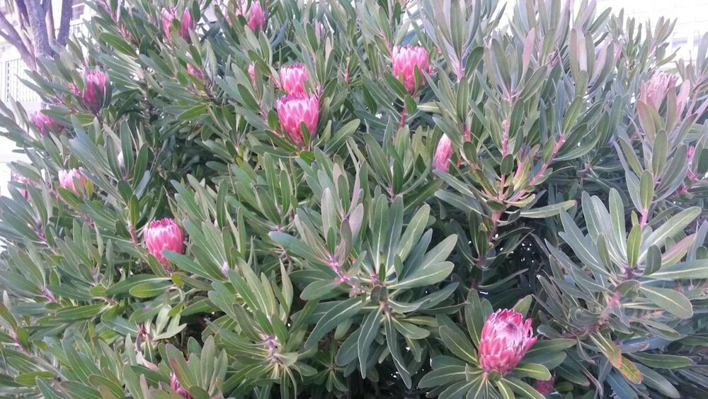 Фото 747 Motel Wellington