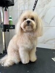 Aprelevka_grooming (derevnya Martemyanovo, Yablonevaya ulitsa, 17/1) ، صالون حيوانات أليفة