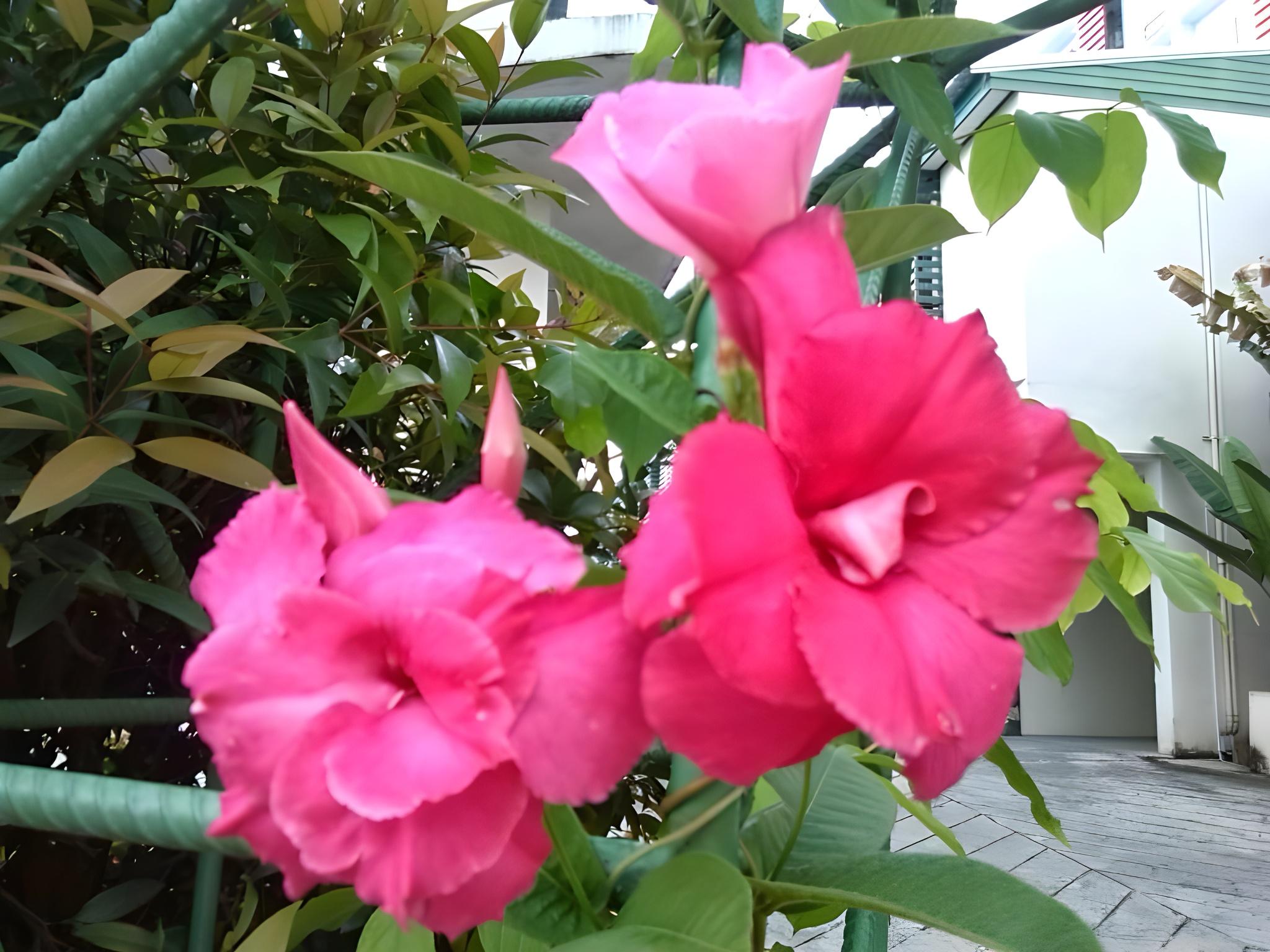 Фото PR Resort Hat Yai